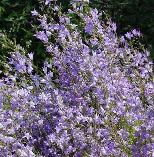 Blütenstand mit blauvioletten Glockenblumen