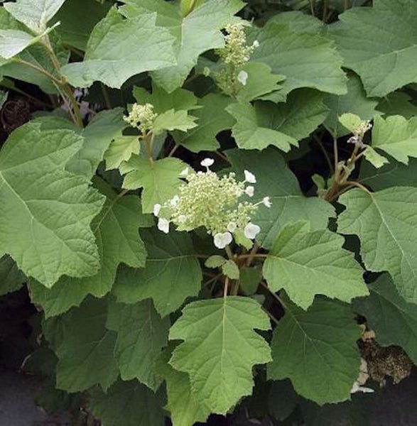 Blütenstand der Eichenblatt-Hortensie mit großen Blättern