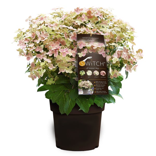 Hydrangea paniculata 'Switch Ophelia' - Hortensie - Strauch - Winterherz – ⌀19 cm - ↕40-50 cm