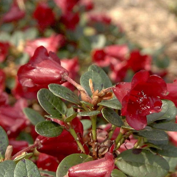 Nahaufnahme einer Rhododendronblüte im Garten