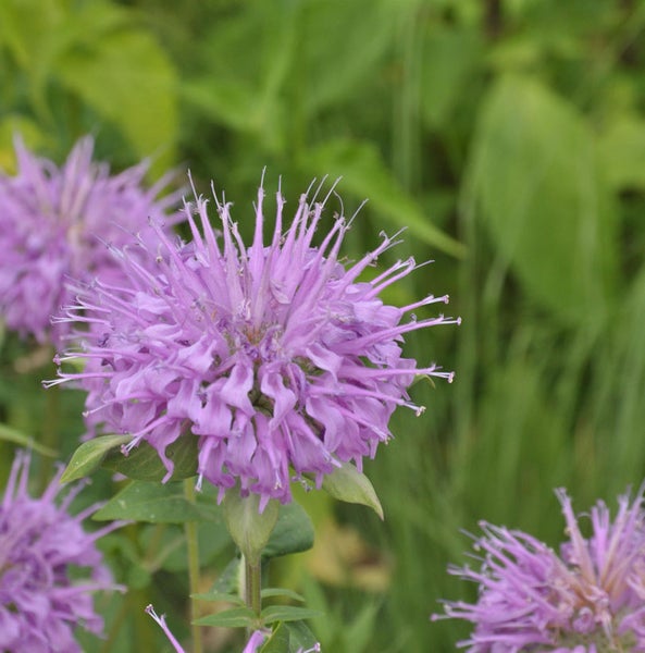 Nahaufnahme einer blühenden Monarda-Pflanze