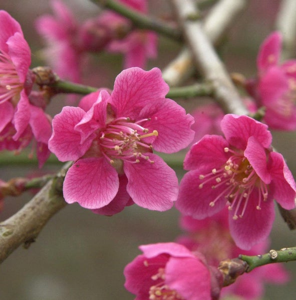 Nahaufnahme von Pflaumenblüten an einem Zweig