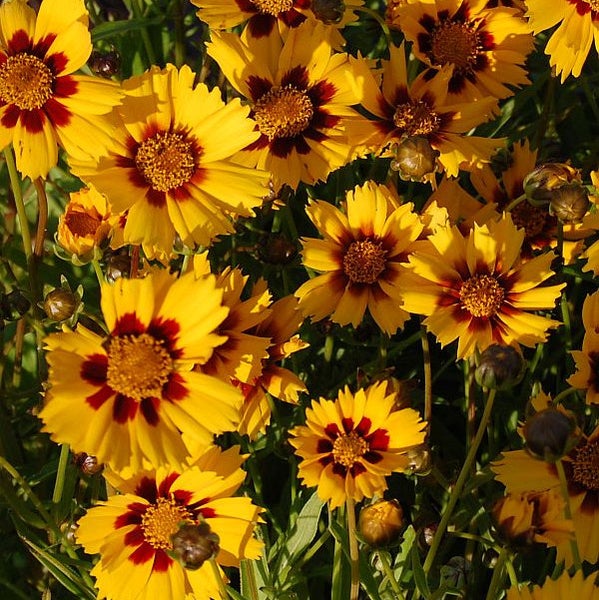 Gruppe von Coreopsis-Blumen mit gelben Blütenblättern und dunklen Zentren