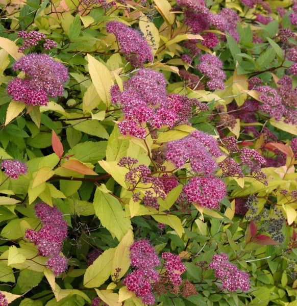 Nahaufnahme einer Spiraea japonica mit Blüten und Blättern