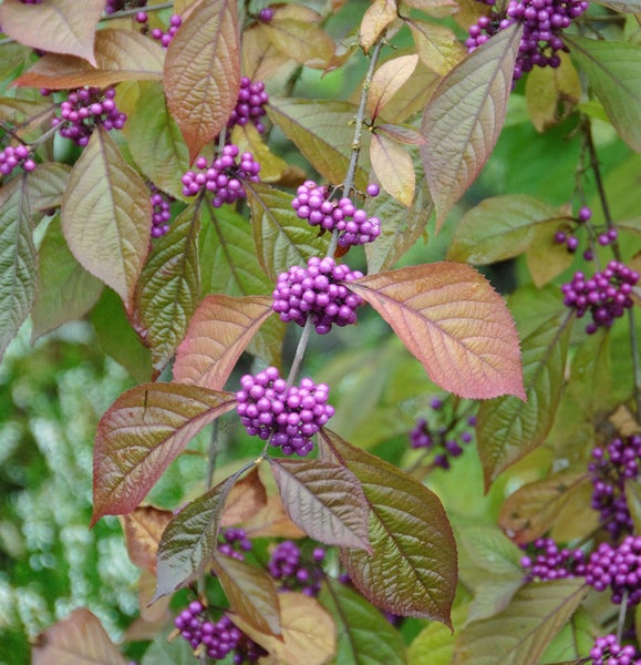 Detailaufnahme einer Schönfruchtpflanze mit Blättern und violetten Beeren