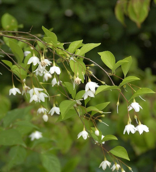 Blühender Schneeglöckchenbaum Zweig mit weißen Blüten und grünen Blättern