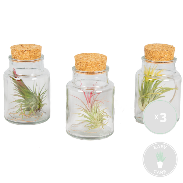 Bloomique - 3er Mix - Tillandsia im Glas - Tillandsien - Luftpflanzen Echt - Sehr Pflegeleicht - Höhe 12 cm