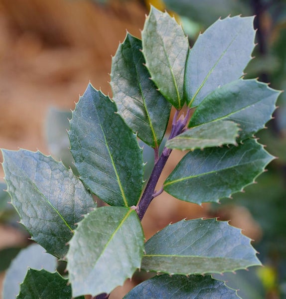 Zweig mit Stechpalmenblättern