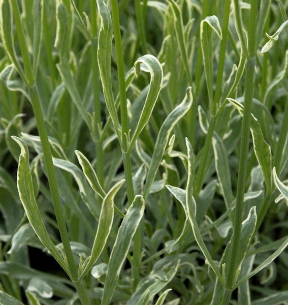 Nahaufnahme von Lavendelblättern