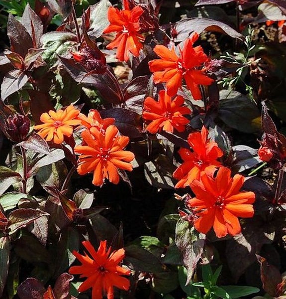 Nahaufnahme von leuchtend orangefarbenen Kuckuckslichtnelken mit dunklem Laub.