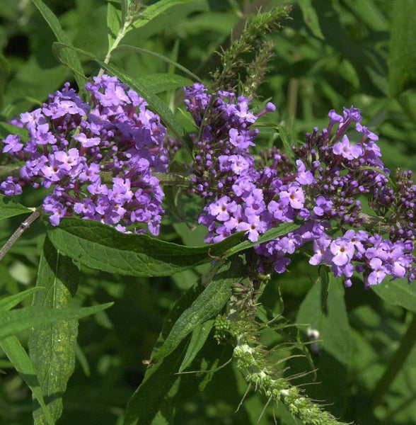 Nahaufnahme einer blühenden Schmetterlingsfliederpflanze mit violetten Blüten