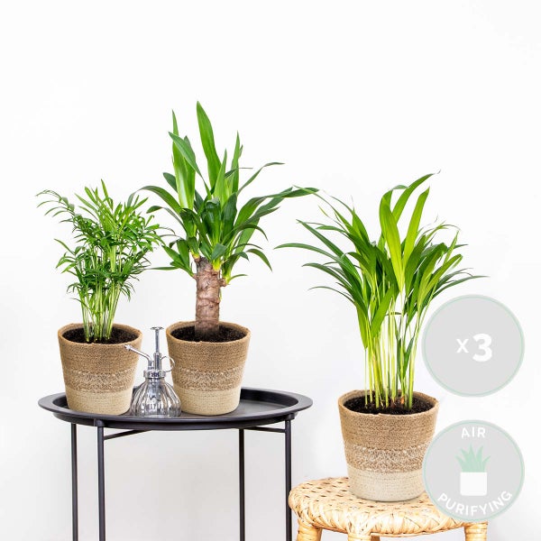 3x Tropische Palmen Mischung inkl. Jutekorb - Pflegeleicht - ⌀12 cm - ↕20-45 cm