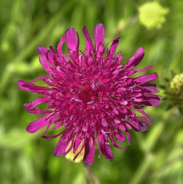 Blüte einer purpurroten Knautia