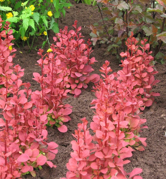 Mehrere Berberitzensträucher im Gartenbeet