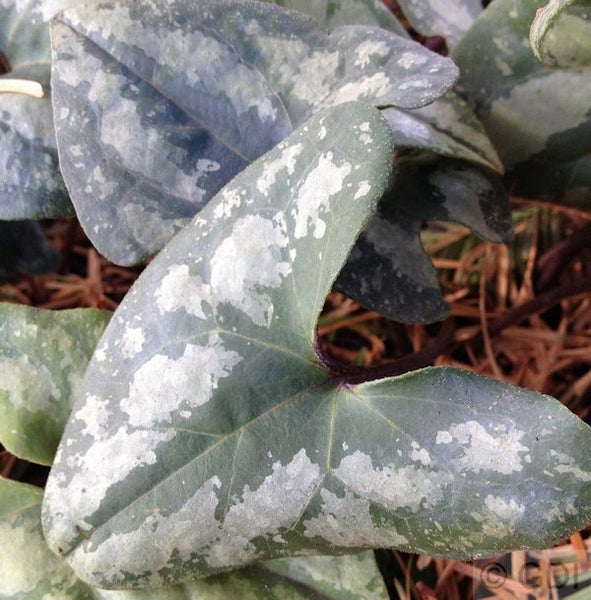 Nahaufnahme von Herzblatt-Pflanze mit dekorativen Blättern