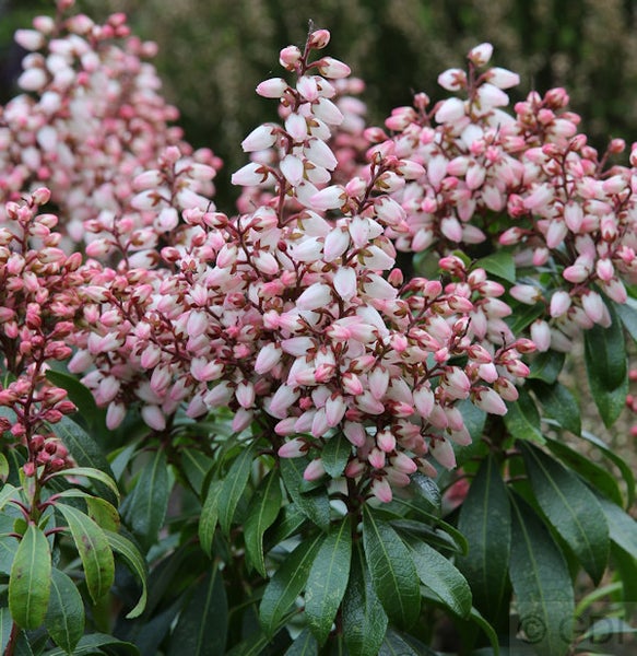 Schirmheide Pflanze mit kleinen Blüten
