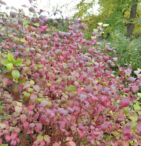 Kornelkirsche im Herbst mit Blättern