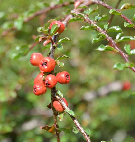 Zweig der Zwergmispel mit roten Früchten und grünen Blättern