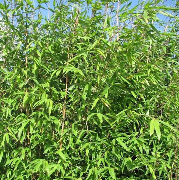 Bambushecke mit grünen Blättern