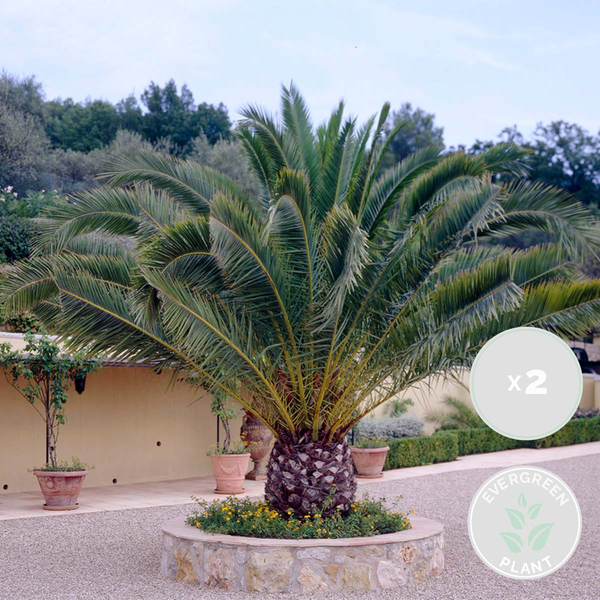 Bloomique - 2er Set - Phoenix Canariensis - Kanarische Dattelpalme - Palme - Balkonpflanzen Winterhart - Höhe 80-100 cm - Topf 19 cm