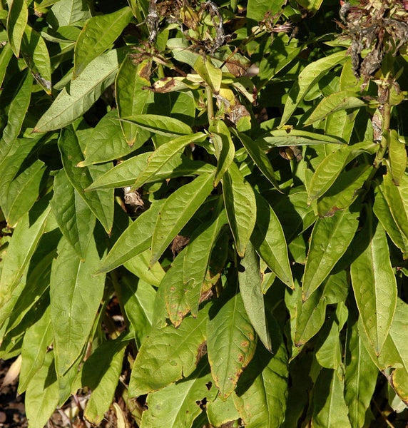 Nahaufnahme einer Staude mit Blättern