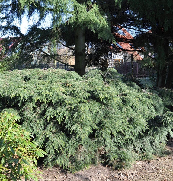 Kriecheibe im Garten