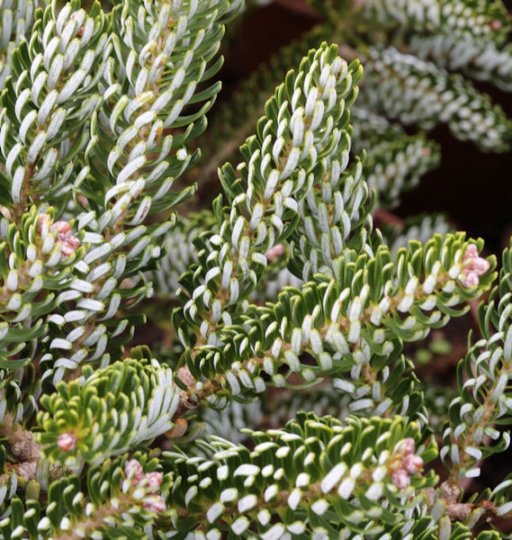 Detailaufnahme der Koreatanne mit Nadeln