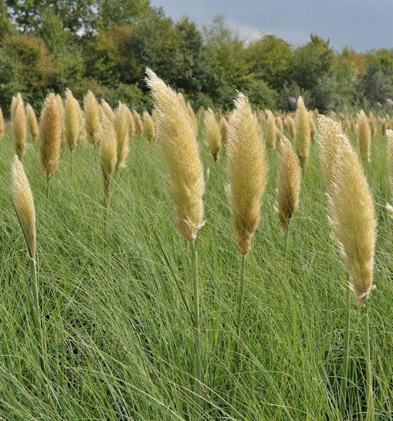 Feld mit blühendem Pampasgras