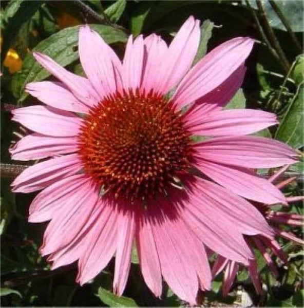 Nahaufnahme einer einzelnen rosa blühenden Sonnenhut Pflanze.