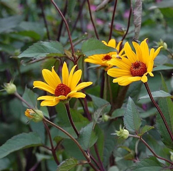 Gelbe Staudensonnenblume im Gartenbeet.