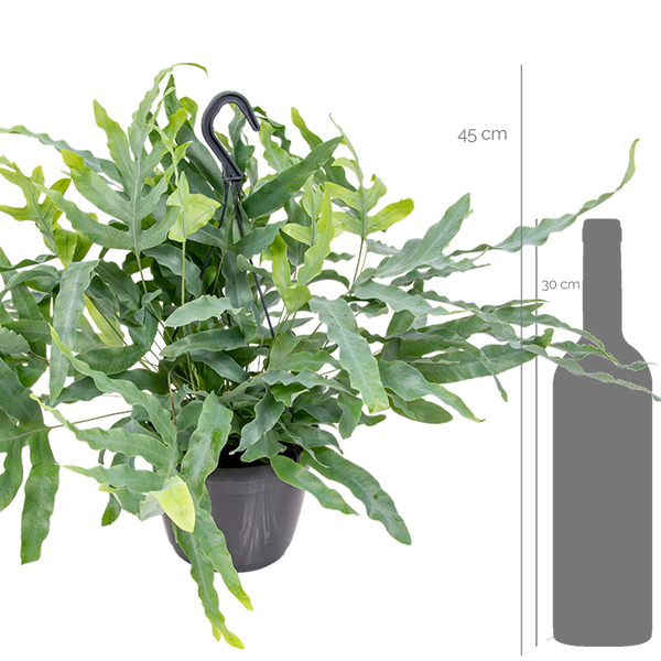 Bloomique - Phlebodium Blue Star - Goldtüpfelfarn - Hängepflanze - Zimmerpflanzen - Pflegeleicht - Luftreinigend - Höhe 20-30 cm - Hängetopf 17 cm