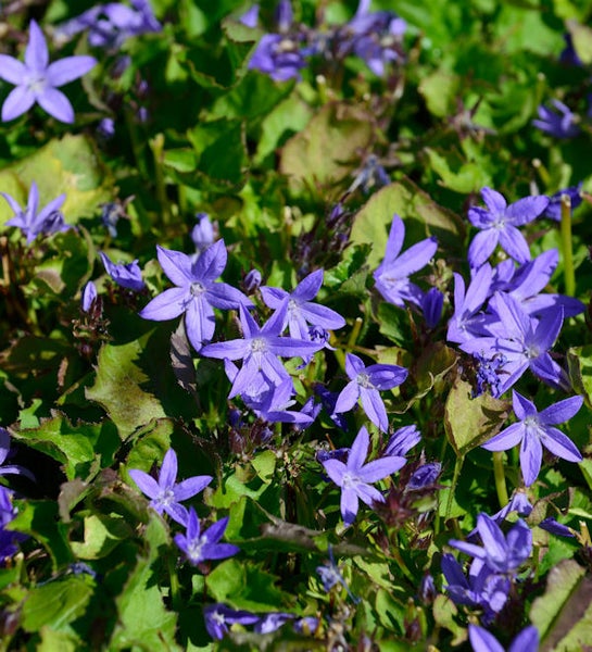 Blauer Sternblütenteppich mit grünen Blättern im Garten