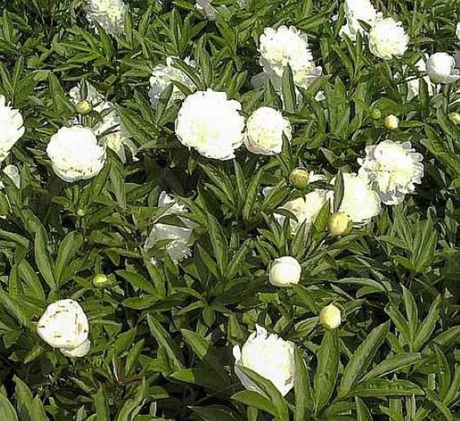 Feld mit weißen Pfingstrosenblüten und grünen Blättern
