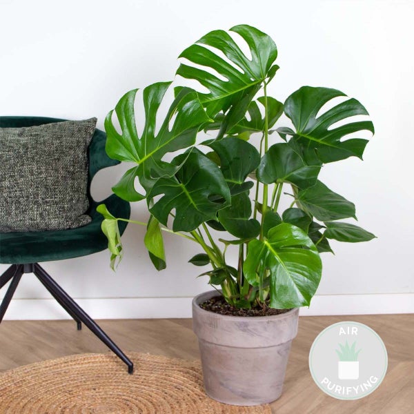 Bloomique - Monstera Deliciosa - Fensterblatt - Zimmerpflanzen - Pflegeleicht - Luftreinigend - Höhe 70-80 cm - Topf 21 cm