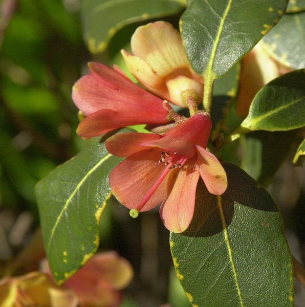 Nahaufnahme einer Blüte einer Gartenpflanze mit Blättern