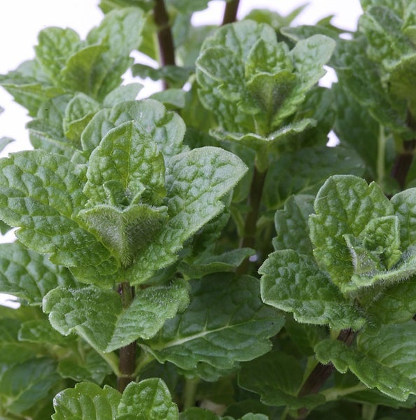 Nahaufnahme der Blätter einer Marokkanischen Minze