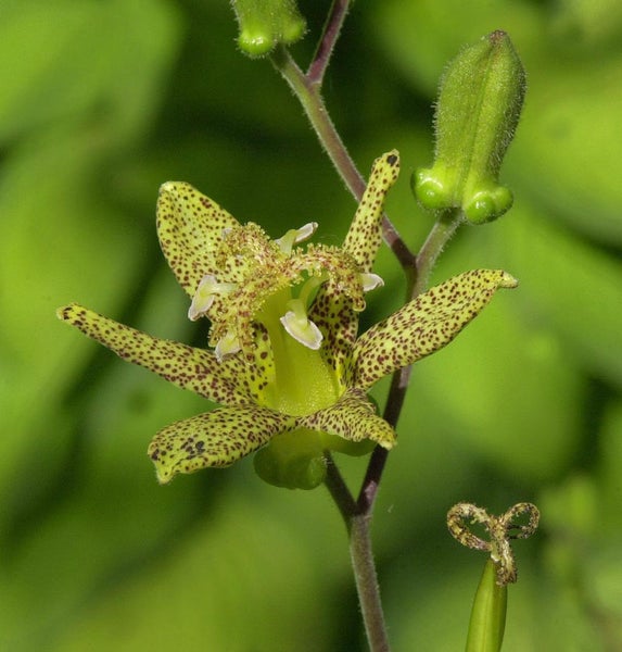 Nahaufnahme einer Blüte der Krötenlilie mit gefleckten Blütenblättern