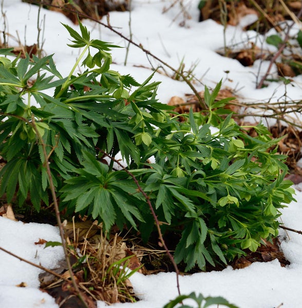 Grüne Nieswurz Pflanze im Schnee