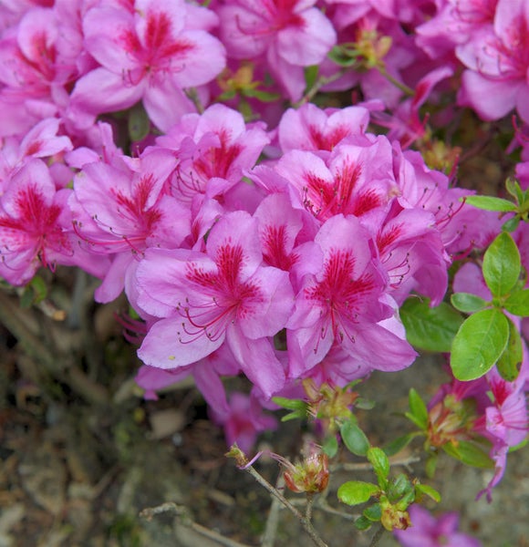 Nahaufnahme von rosa Azaleenblüten