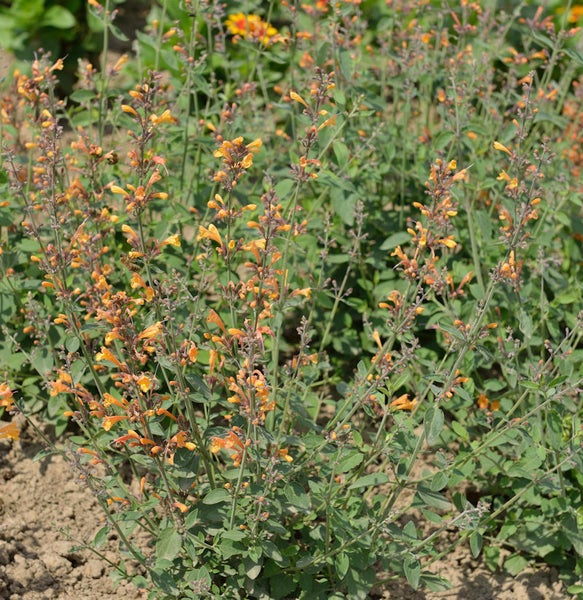 Duftnessel mit orangefarbenen Blüten im Garten.