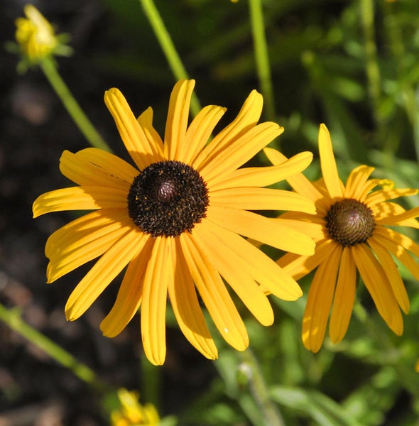 Zwei Rudbeckia Blumen im Garten.