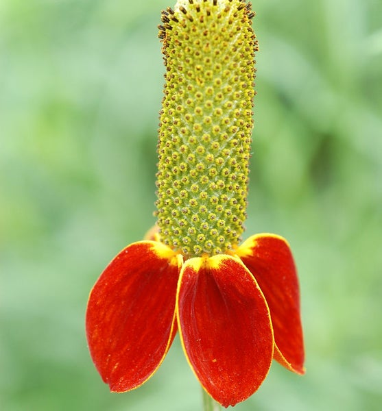 Mexikanischer Hut Blütenstand mit roten Blütenblättern