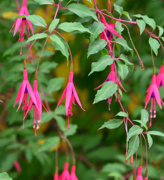 Fuchsienblüten mit grünen Blättern