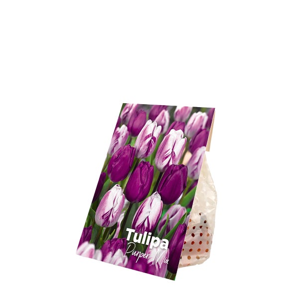 Bloomique – 20er-Mix – Tulipa Purple Mix – Lila Mix – Tulpenzwiebeln – Blumenzwiebeln – Frühlingsblüher – mehrjährige Pflanzen – wird bis zu 30–35 cm groß