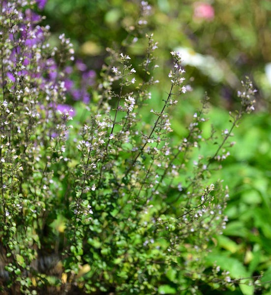 Nahaufnahme einer blühenden Pflanze im Garten.