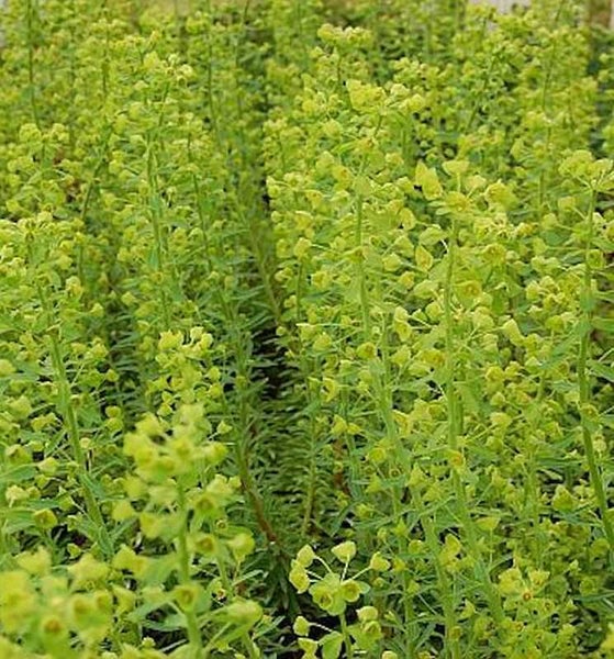 Ackerwolfsmilch-Pflanze im Garten