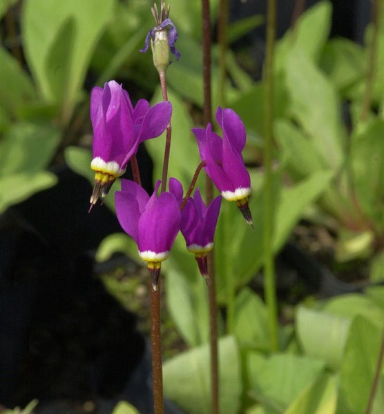 Dodecatheon meadia Pflanze mit purpurfarbenen Blüten