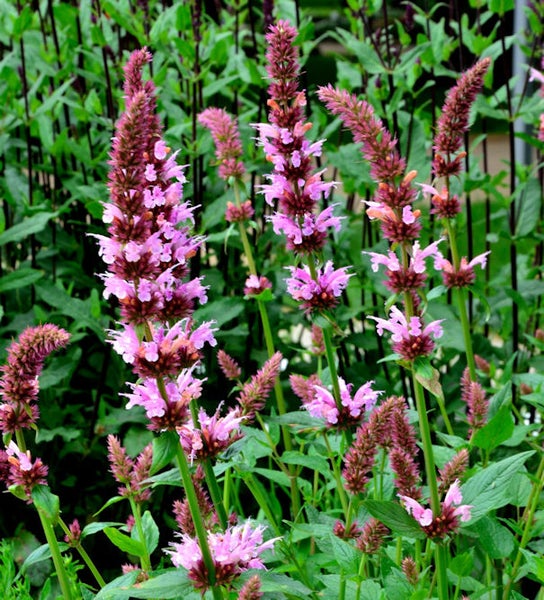 Nahaufnahme von Agastache mit lila Blüten