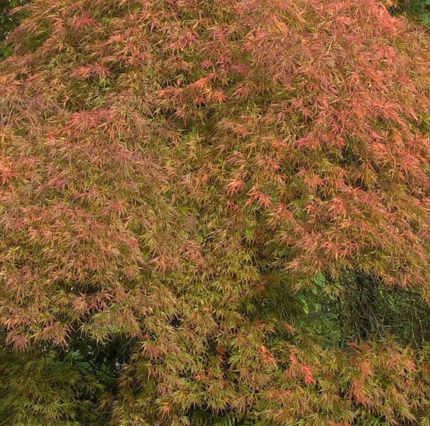 Japanischer Ahornbaum mit Blättern