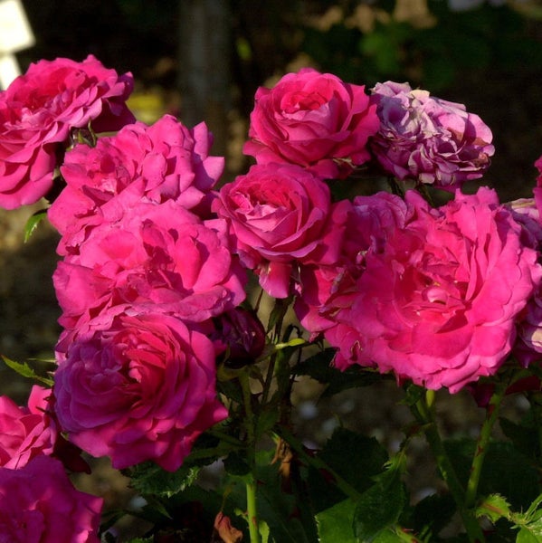 Nahaufnahme von rosa Rosenblüten